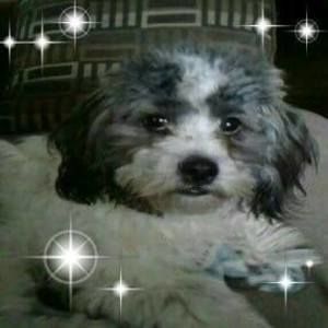 Meet your Posher, Pam